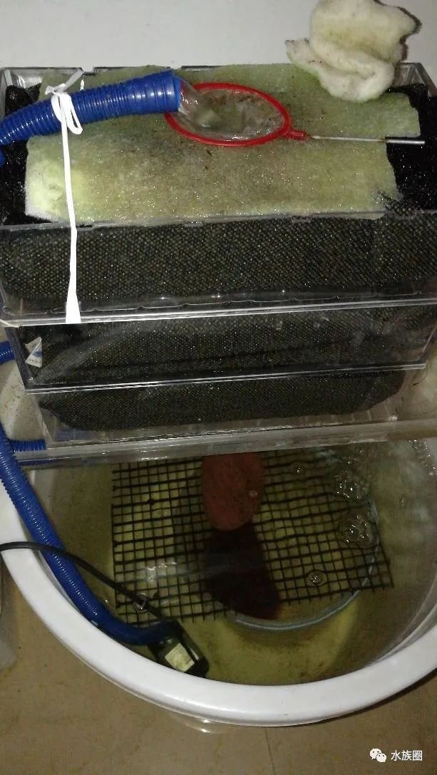 饲养维护红线虫又脏又臭可为啥又让无数玩家无法割舍呢