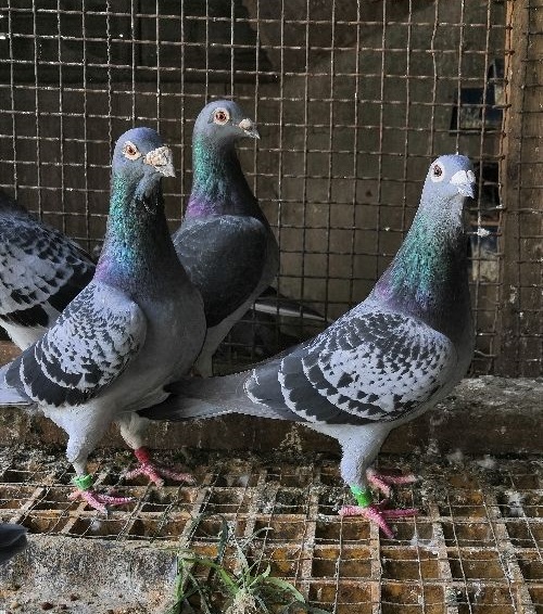 吴淞汪种西翁跃龙系吴淞鸽吴淞跃龙系下面是我的赛鸽,多数为吴淞鸽