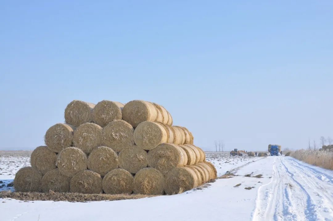 江川农场有限公司多举措推进秸秆包离田外运02确保不误农时