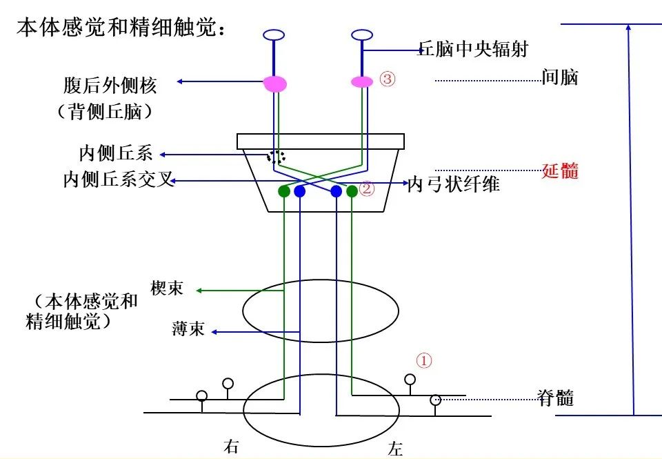 手脑感知系列感觉神经传导通路与手功能评估