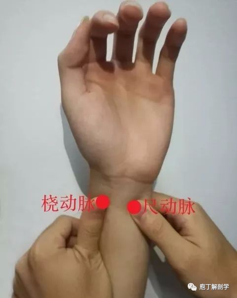 手腕动脉在哪个位置图图片
