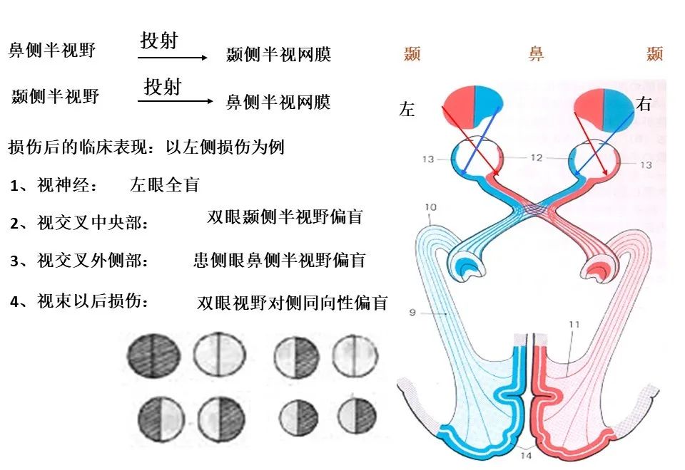 【手脑感知系列】感觉神经传导通路与手功能评估