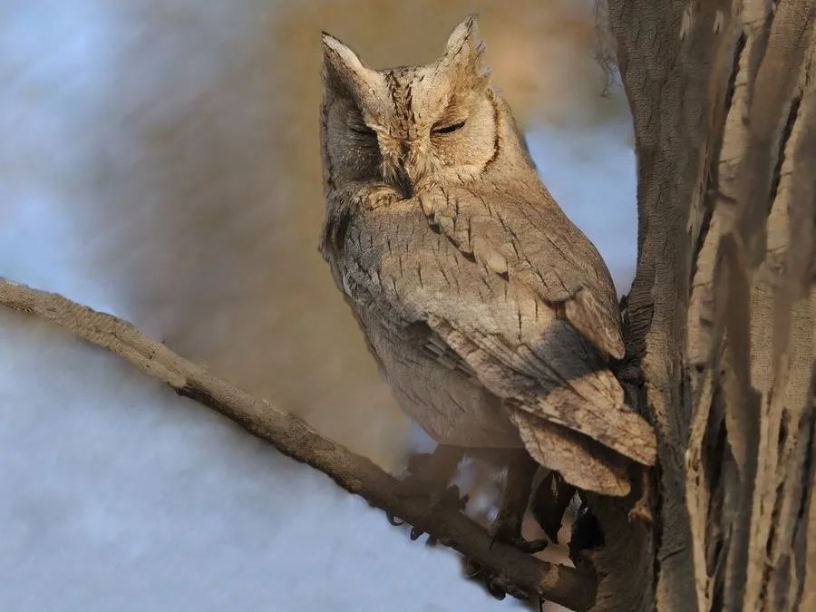 鸟功晋级鸟类辨识纵纹角鸮西红角鸮