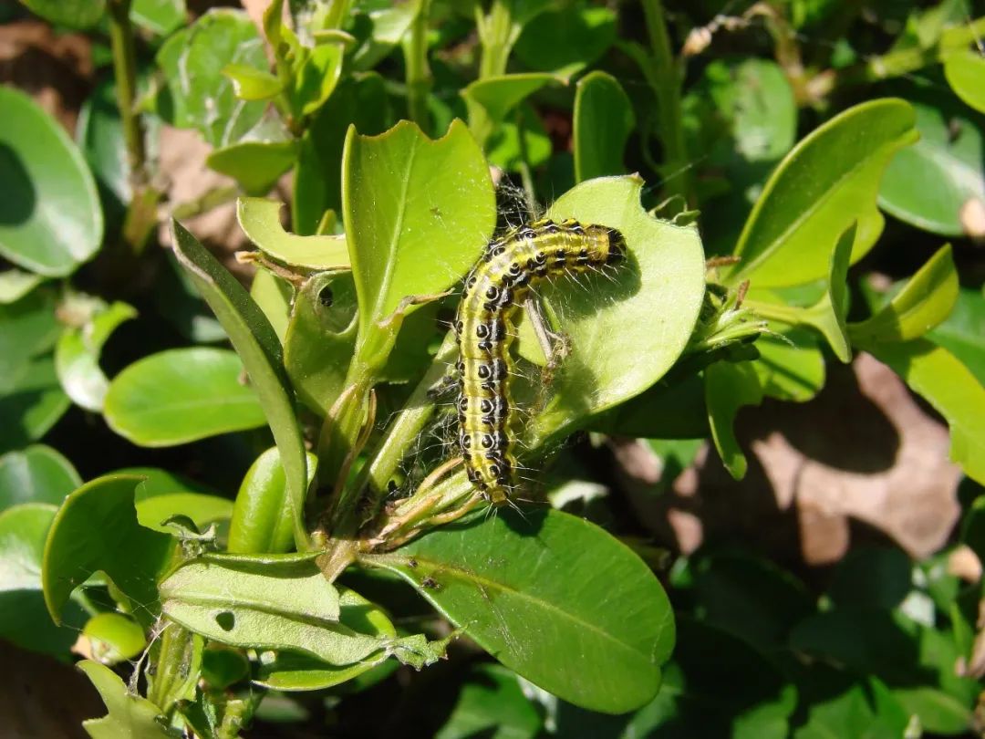 惊蛰——喊沉睡的虫虫"起床"_活动