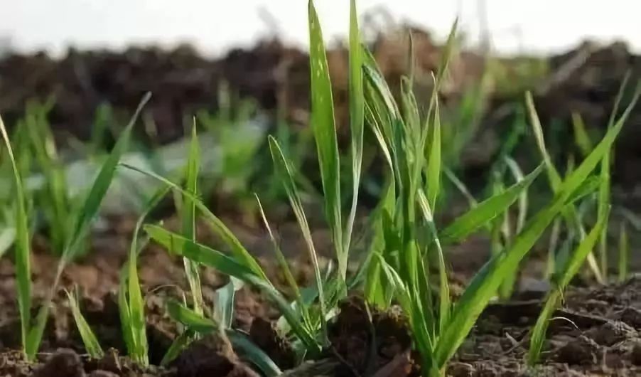 2.主叶期田间有50%以上的麦苗第1真叶露出地表2-3厘米.