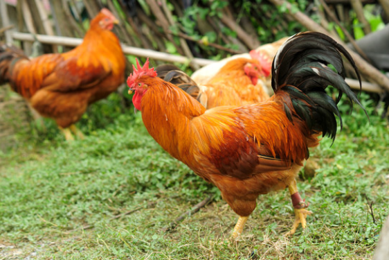 黄羽肉鸡发展中存在的主要问题