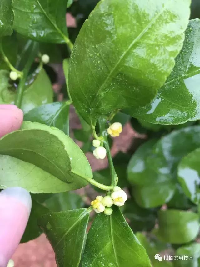 果技精选花期多雨柑橘花蕾蛆恐发生偏重注意提早防范