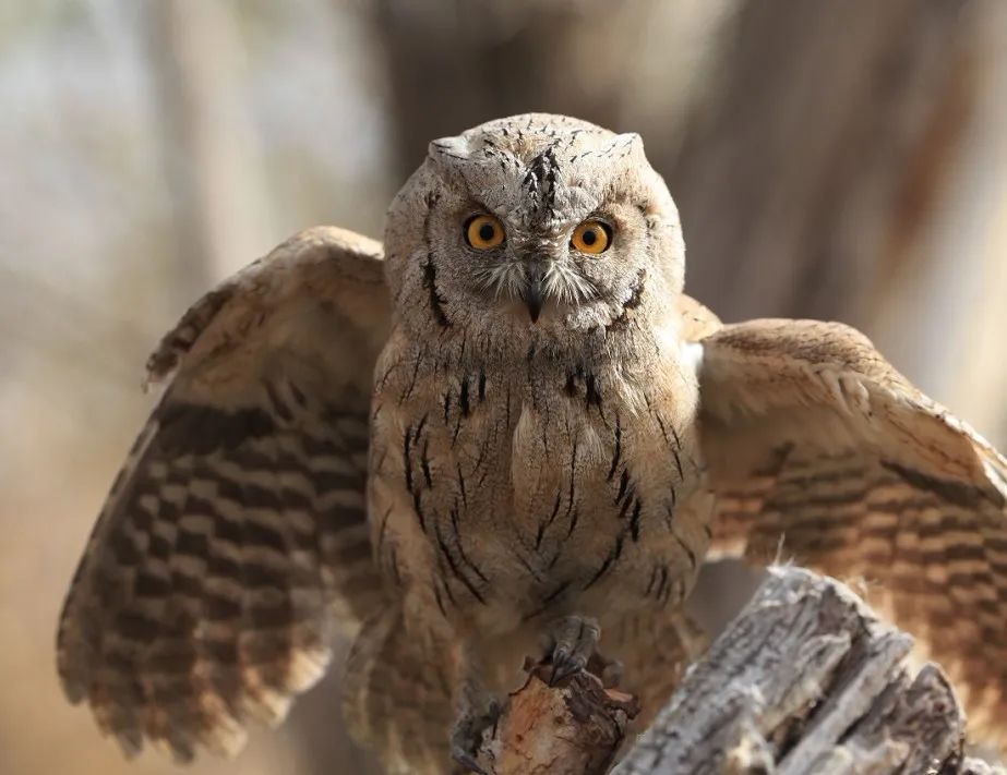 鸟功晋级鸟类辨识纵纹角鸮西红角鸮