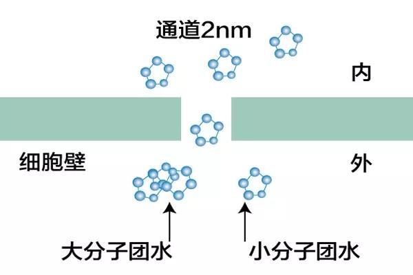 究其原因就是喝的是大分子团水,水没有进入细胞膜水通道,只有小分子团