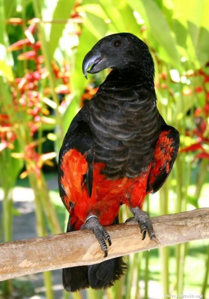 鹦鹉界"吸血鬼":德古拉鹦鹉,浑身黑夹杂着血红色毛发