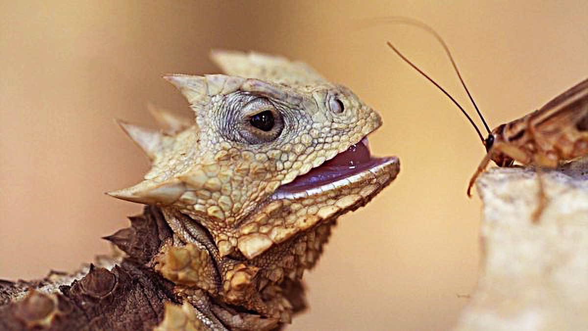 大角蜥的撞击力在同类中非常强悍,像公牛的撞击力大概在1000公斤左右