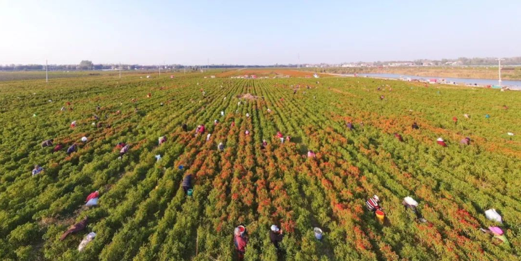 喜讯柘城县荣获中国辣椒之都称号
