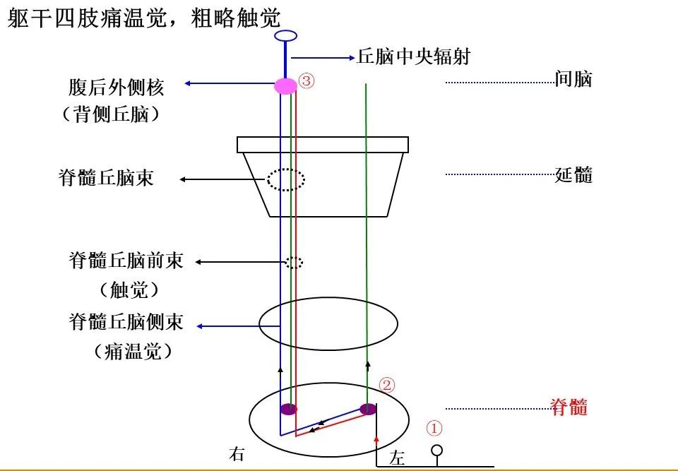 深感覺,淺感覺與特殊感覺(視覺,聽覺,味覺,嗅覺),他們各自的傳導通路