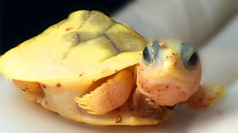 第一眼就被你笼络了!魔瞳焦糖白化龟