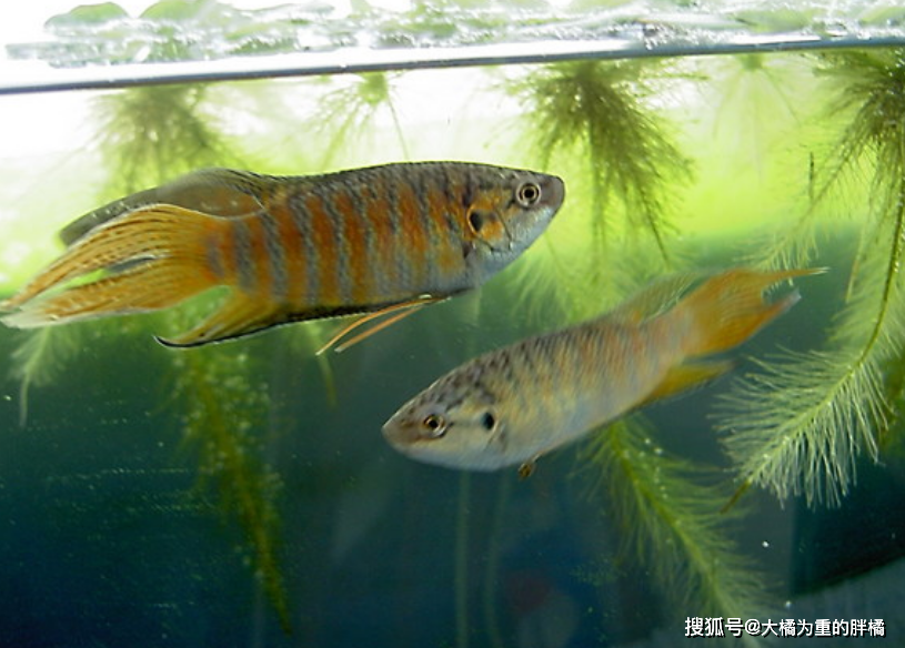 原创农村河沟里有一种特好看的鱼在城里能卖钱却在农村没人爱吃它