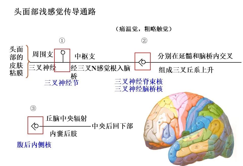 浅感觉与特殊感觉(视觉,听觉,味觉,嗅觉),他们各自的传导通