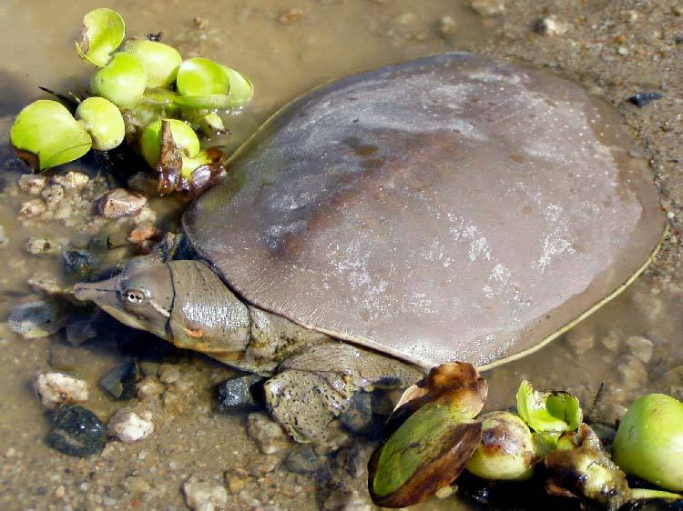 原創中華鱉烏龜牛蛙不列入禁食名錄按水生物種管理