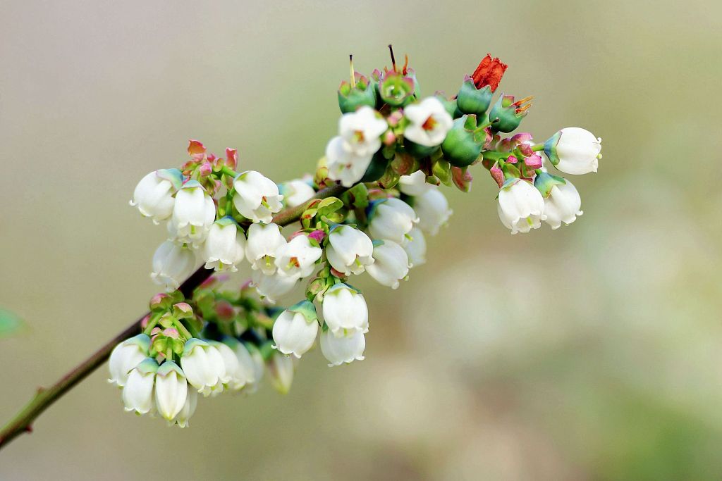 蓝莓花图片颜色图片