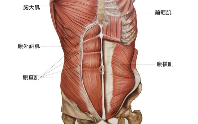 腹部肌肉名称图片