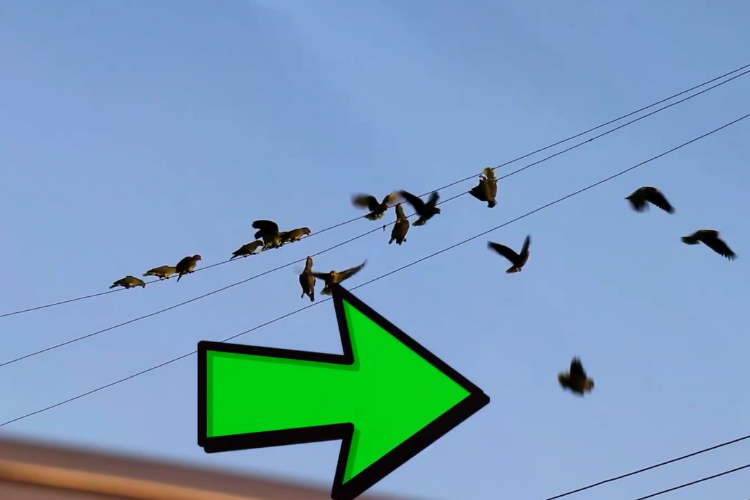 麻雀站在220伏的电线上被电击瞬间