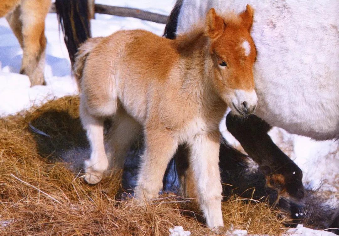 科学家想复活它!_特马