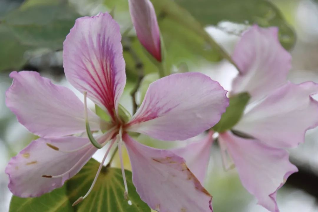 貴港市區這條延綿10公里的大道被染上粉紅色紫荊花開浪漫爆表