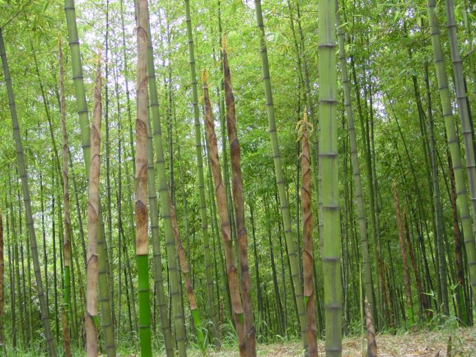 高节竹高效栽培技术要点