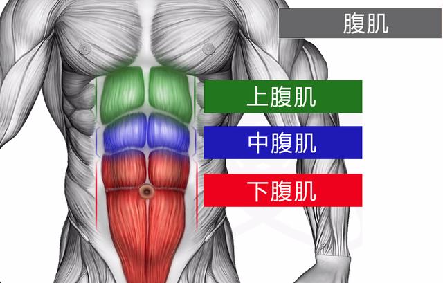 腹肌解剖图谱图片