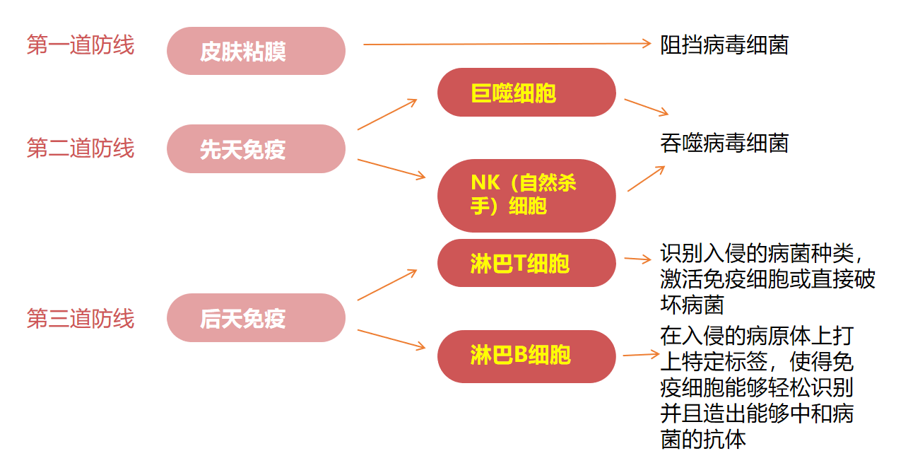 人體免疫系統的工作流程及主力工作細胞人體的免疫系統怎麼工作的?