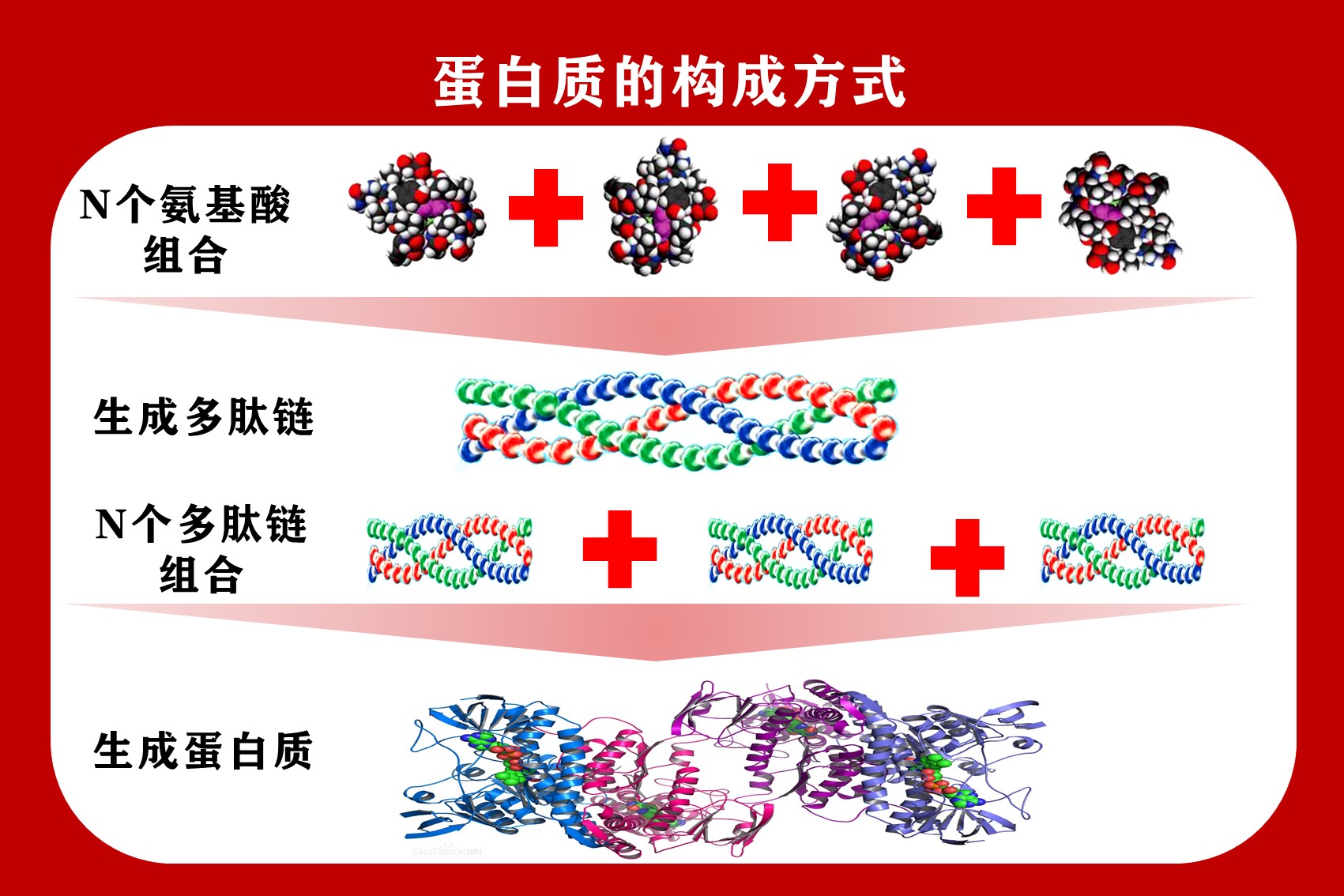 一条多肽链图片