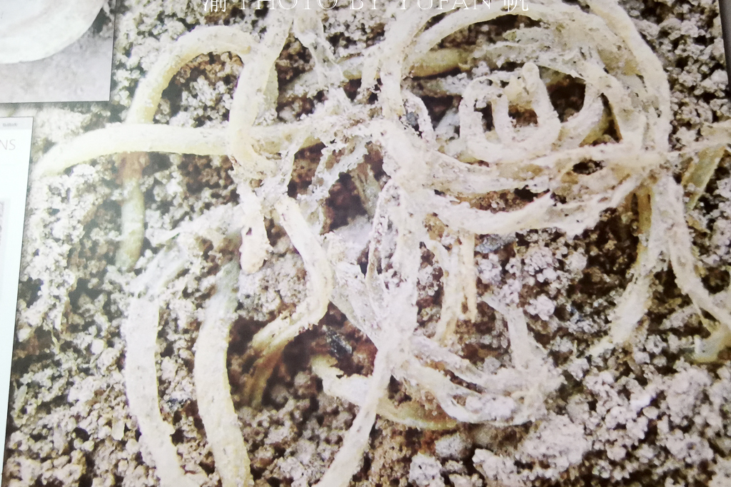 青海喇家遗址考古发现,中国早在4000年前就有面条吃了,轰动世界