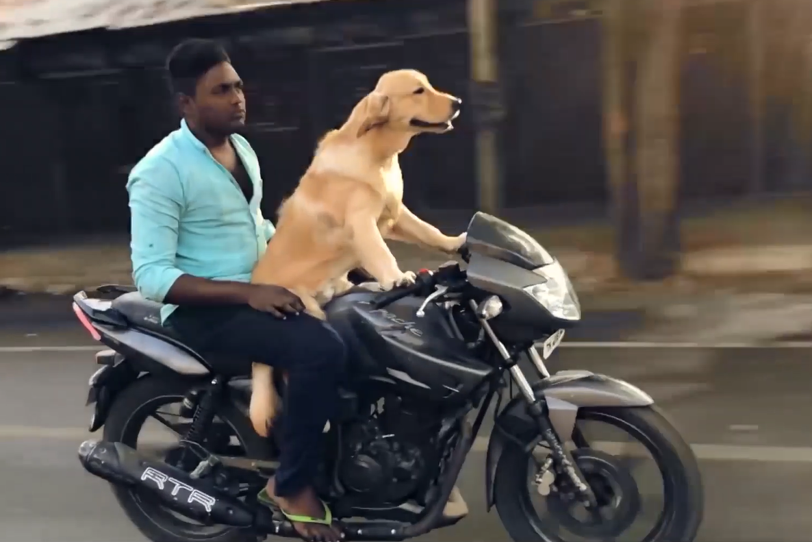 狗狗开着摩托车,带着主人去兜风