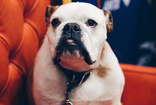 anta kt5 "rocco"的真正主人实际上是克雷的宠物斗牛犬rocco!