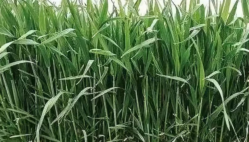 图解小麦各个生育期如何划分