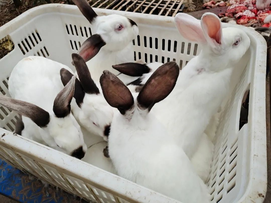 残疾人养殖户上万只肉兔滞销大家快来帮帮他