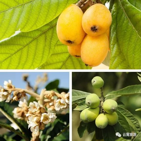 的隽美画卷这就是著有"小布达拉宫"之称的棪树村万亩枇杷生态观光园!