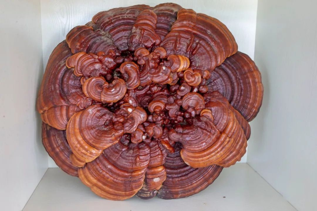 乡"的美誉,灵芝产量占到全国总产量的三成以上,品种包括赤灵芝,鹿茸芝