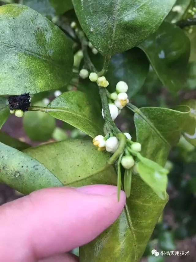 果技精选花期多雨柑橘花蕾蛆恐发生偏重注意提早防范