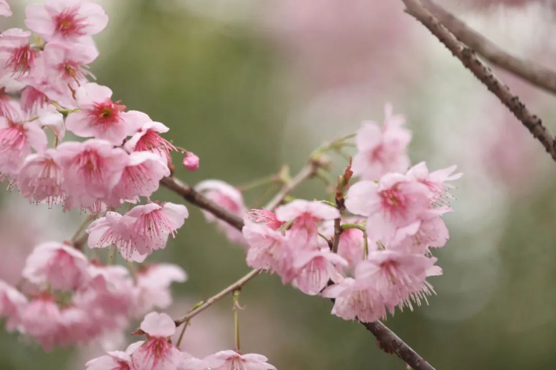 春暖花開丨武大早櫻佛山黃金風鈴木為你加油