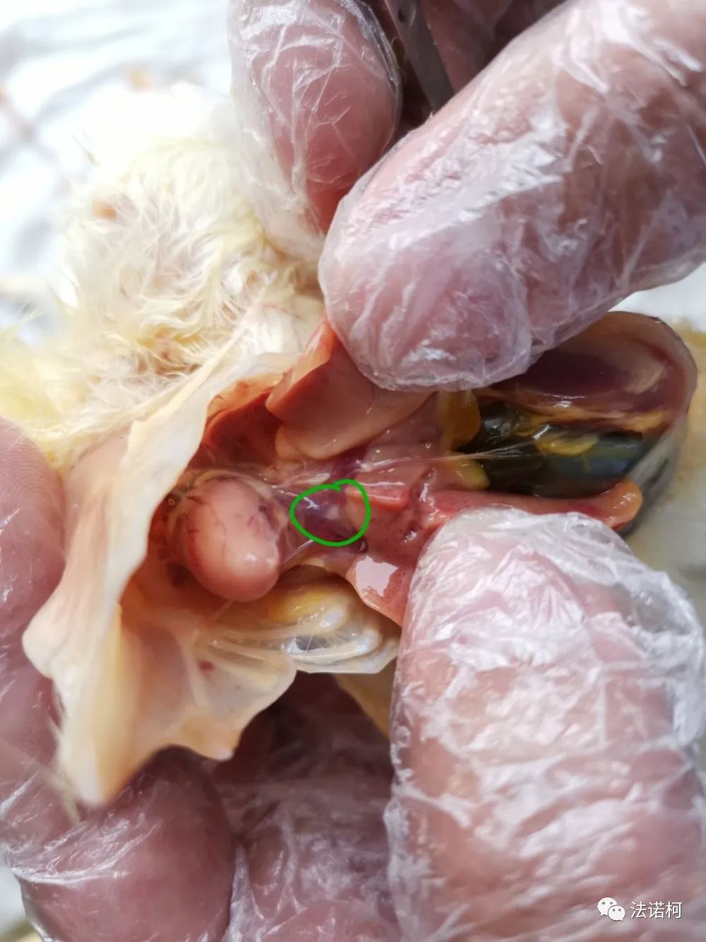 本病的特征是在肺,气囊发生炎症和形成肉芽结节为主,故又称曲霉菌性