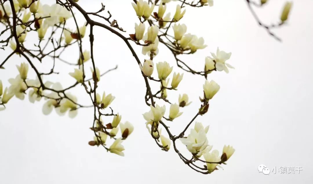 白玉兰大道已上线我们把莫干山的春天送给你