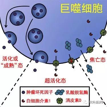 原林讲筋膜人体的奇妙防线单核吞噬细胞系统