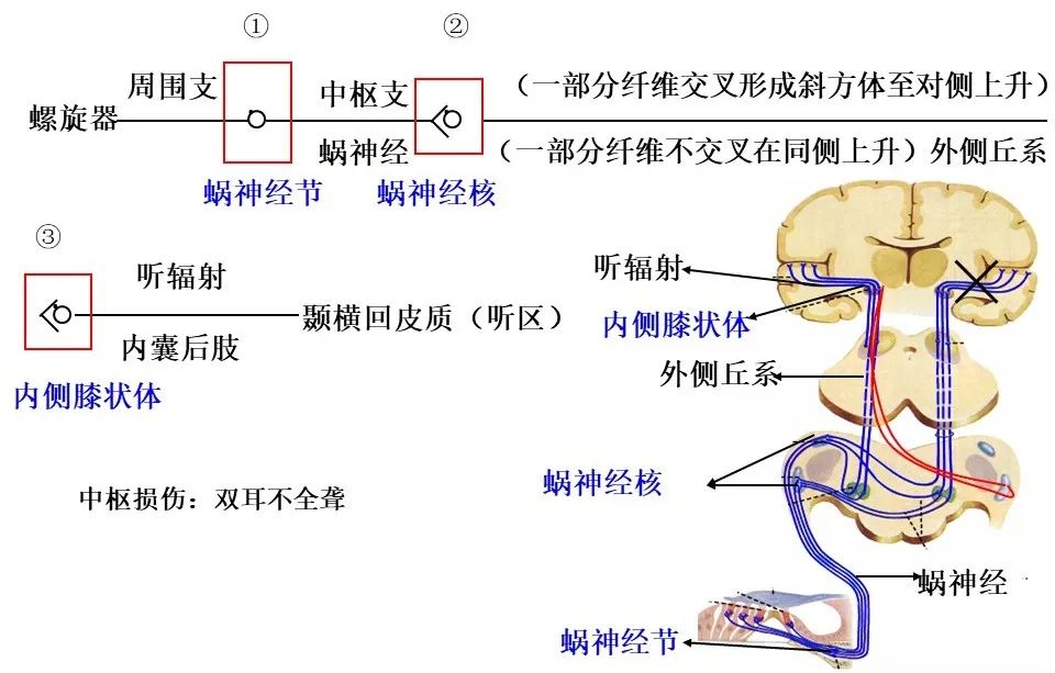 听觉中枢传导通路图图片