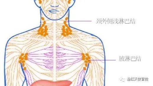 羊肩前淋巴结的位置图图片