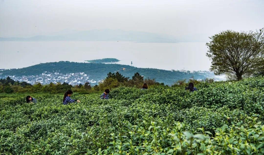 万物复苏洞庭碧螺春茶叶来了