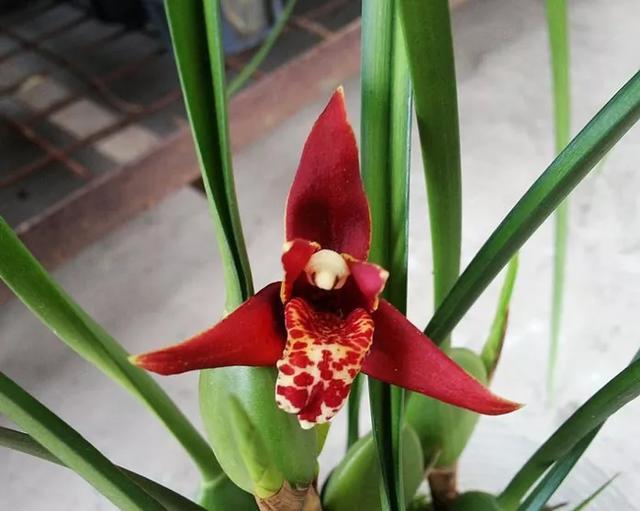 农村种植咖啡兰简单四招让你家阳台或庭院美美的你们种过吗