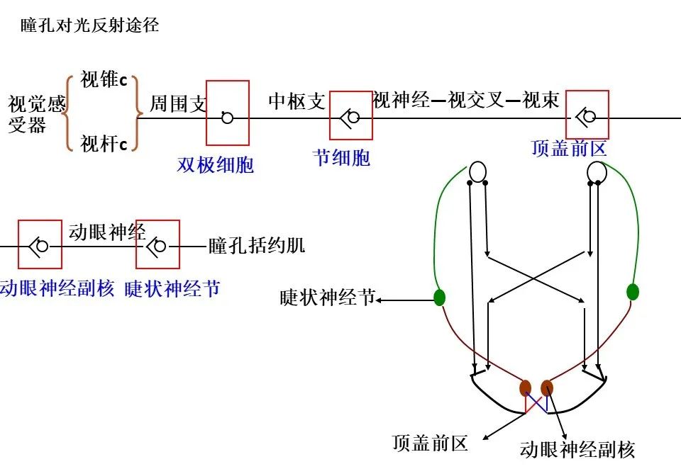 【手脑感知系列】感觉神经传导通路与手功能评估