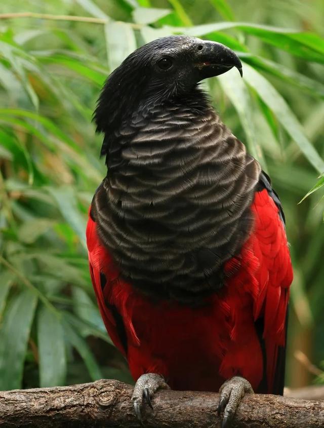 原创鹦鹉界吸血鬼:德古拉鹦鹉,浑身黑夹杂着血红色毛发