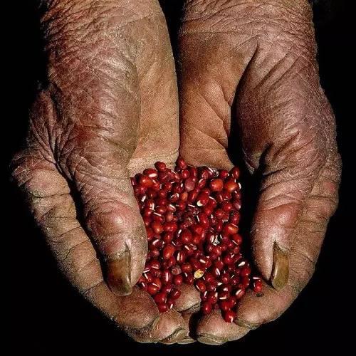 如此粗糙的手但农民皲裂的掌纹如今我们生活富裕了都是农民辛苦的付出