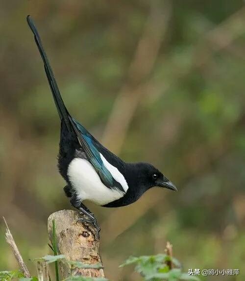 吉利喜鹊枝头叫喳喳